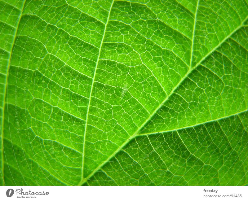 ::: Chlorophyll ::: Background picture Tree Romance Multicoloured Near Photosynthesis Mature Green Leaf Deities Plant Bright green Vessel Lower Saxony