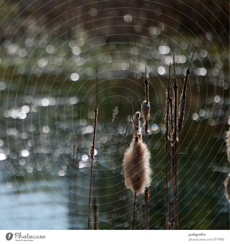 At the lake Lake Common Reed Blossom Surface of water Glittering Pond Summer Growth Flourish risp Water Light (Natural Phenomenon) Point Nature Landscape