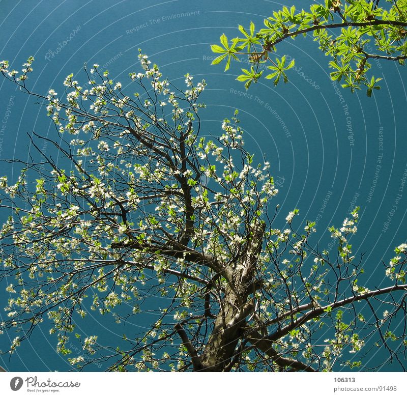 BETWEEN2TREES Tree Blossom Spring Clump of trees Plant Organic Direction Branchage Deciduous tree Garden Park Blossoming somme Nature Organic farming Leaf green