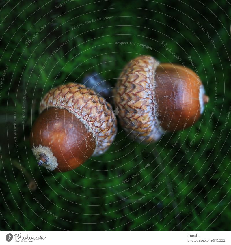 acorn duo Nature Plant Meadow Brown Acorn 2 Couple Moss Woodground Forest Fruit Colour photo Close-up Detail Macro (Extreme close-up)