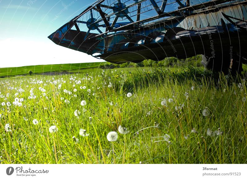 before_the_storm Ear of corn Combine Machinery Country life Field Wheat Agriculture Village East Saxony-Anhalt Work and employment Flour Green Plant Dandelion