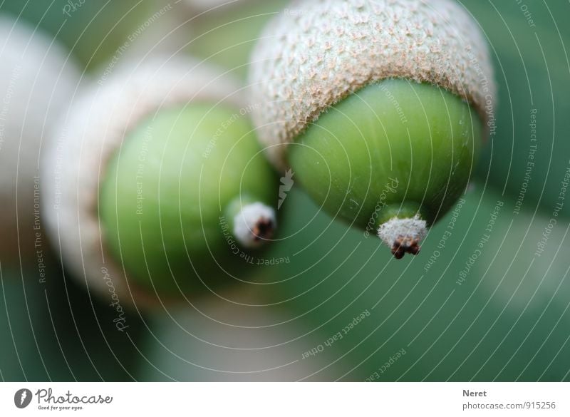 convergence Nature Plant Autumn Tree holm oaks Sign soundness Hesitate Rutting season Touch To enjoy Esthetic Eroticism Green Desire Beginning Colour photo