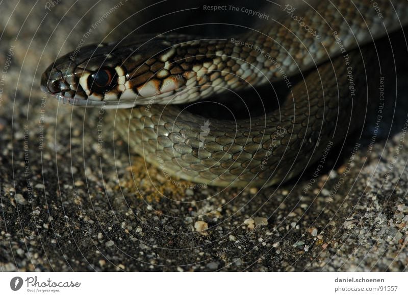 Look me in the eye Poison Dark Snake Skin Barn Nature Eyes Detail