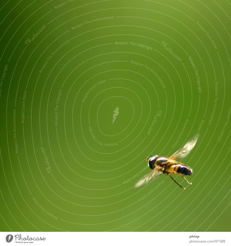 ...floating in the corner Hover fly Insect Green Spring Summer Garden Park Macro (Extreme close-up) Close-up Fly Flying Nature Wing Legs