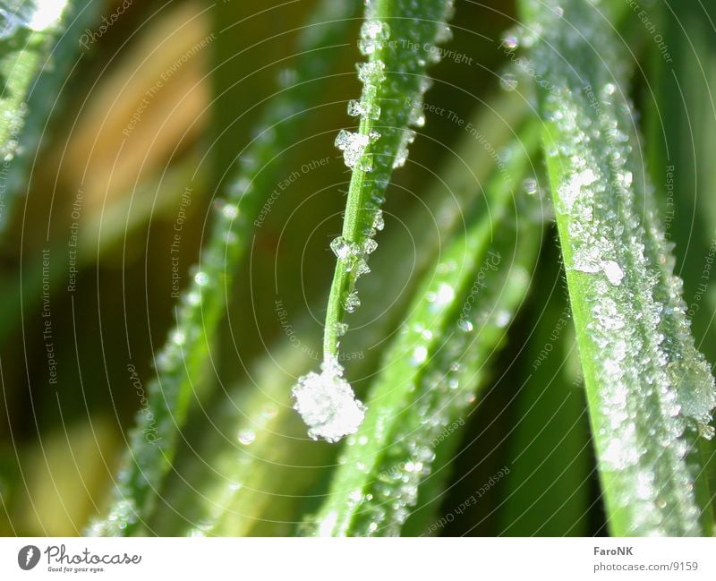 grass Grass Green Meadow