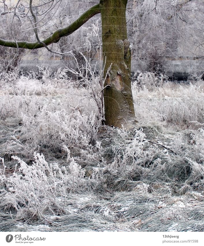 frost shadow Leipzig Winter Tree Meadow Park Shut down Tree bark White Cold Freeze Ice Garden Train station Frost Snow Nature Reudnitz