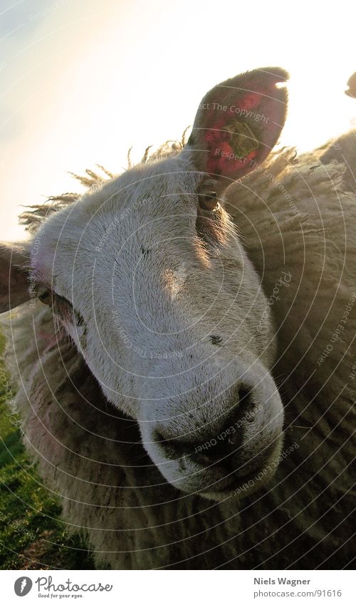 And the winner is...number three. Sheep Green Ocean Field Meadow Wool Animal Fence To feed Clouds Wool sweater Sun Hill Dike Habitat Nature reserve Baltic Sea