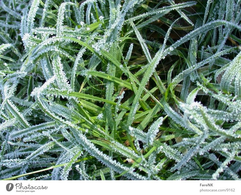 grasses Grass Green Frost