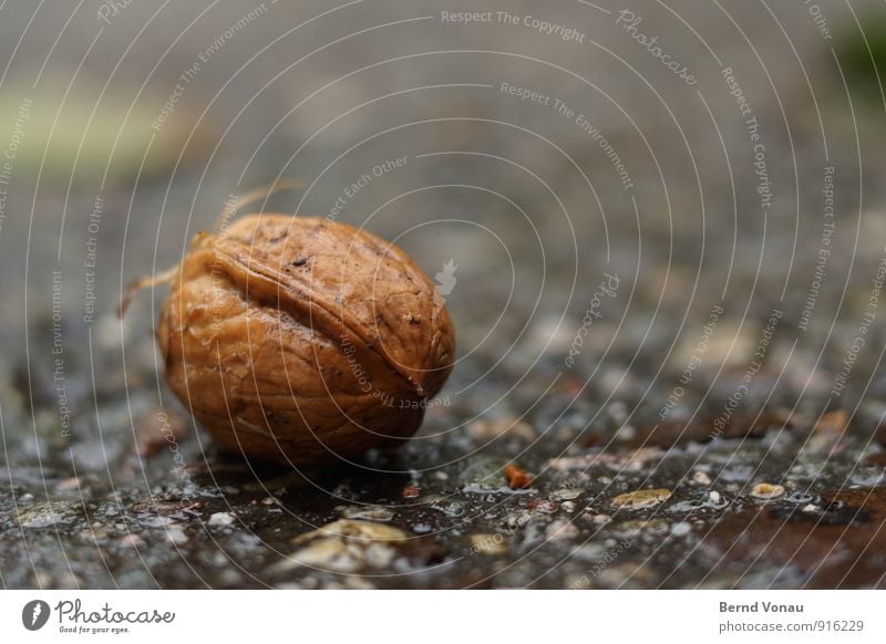 harvest Walnut Nut Legume Plant Harvest Autumn To fall Lie Street Asphalt Wet Rain Weather Autumnal Risk Sheath Close-up Exterior shot Colour photo Brown Gray