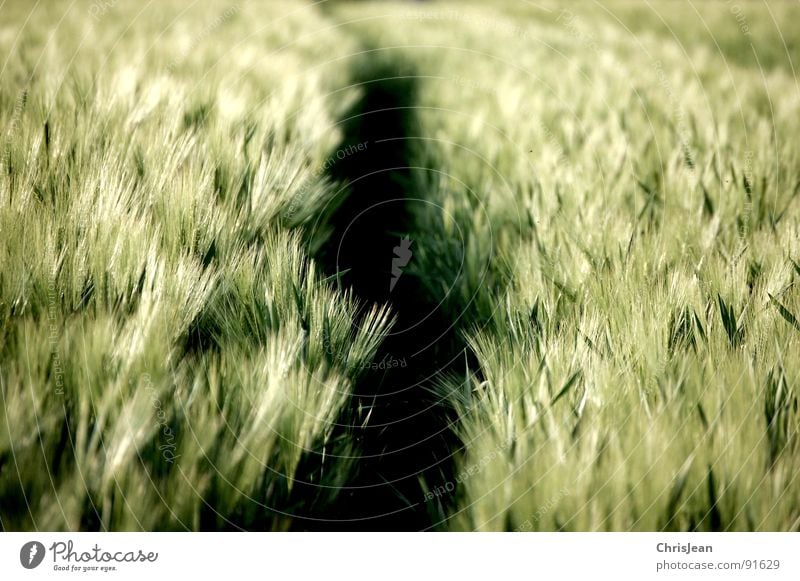 barley Field Green Barley Evening Evening sun Lighting Moody Agra Agriculture Blade of grass Spring sun atmosphere Grain Dusk Nature Wind Blow nikonic d40