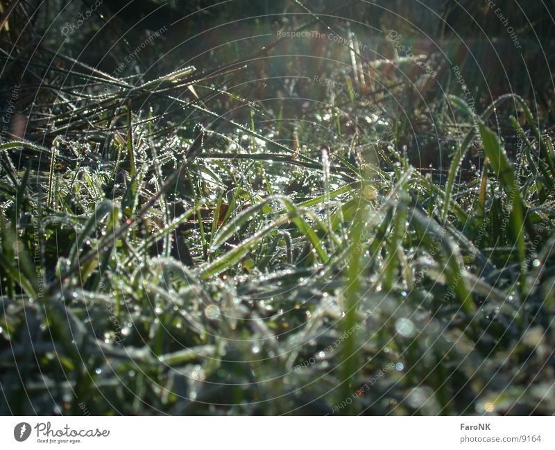 Grasses 1 Meadow Green Light Sun