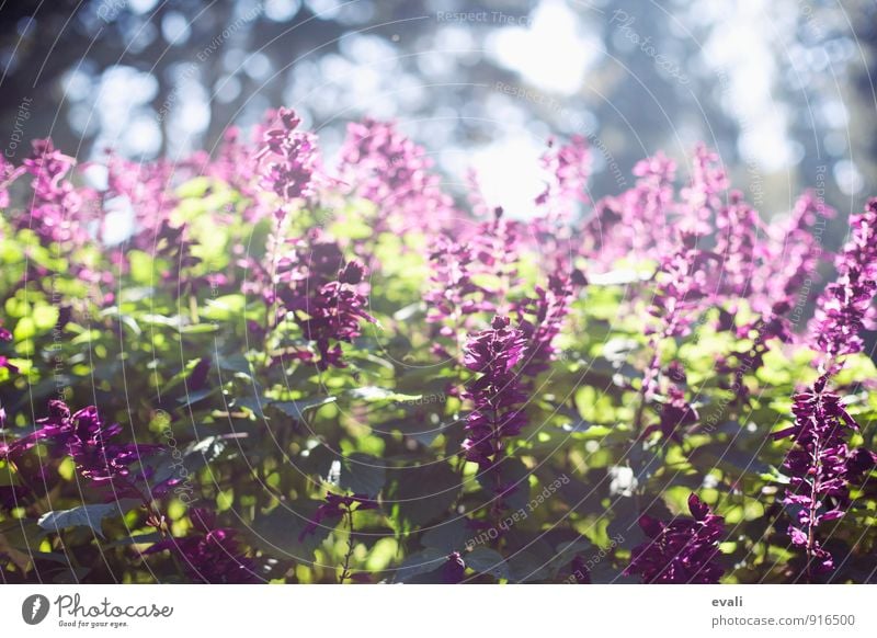 Spring in the garden Plant Sunlight Summer Beautiful weather Flower Bushes Garden Park Blossoming Green Violet Warm-heartedness Spring fever Spring day