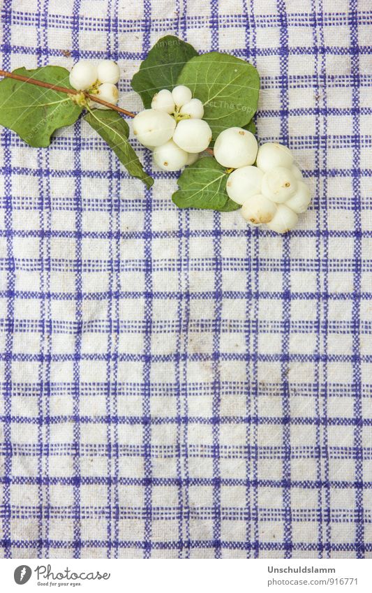 ...it snowed on the kitchen towel! Lifestyle Living or residing Garden Decoration Environment Nature Plant Spring Summer Autumn Bushes Foliage plant Wild plant