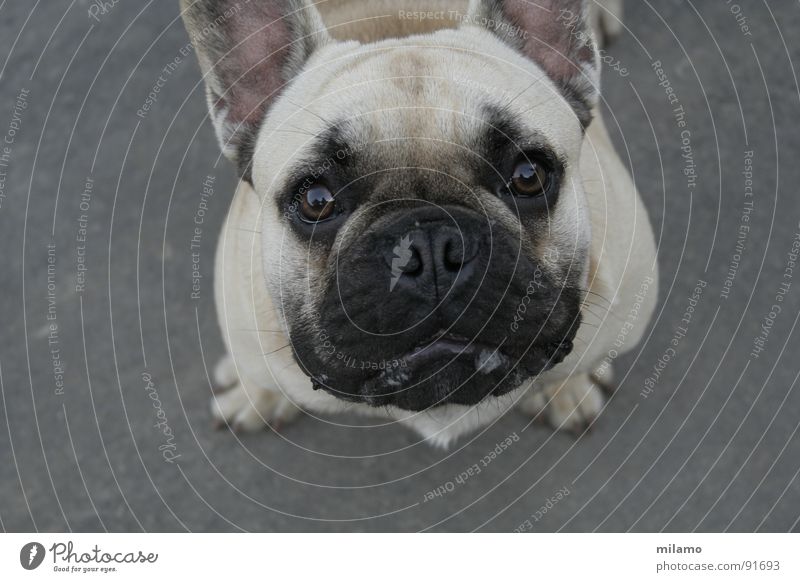 Otto's pug? Dog Pug Beige Black Curiosity Snout Reflection Bird's-eye view Mammal Eyes Muzzle drool