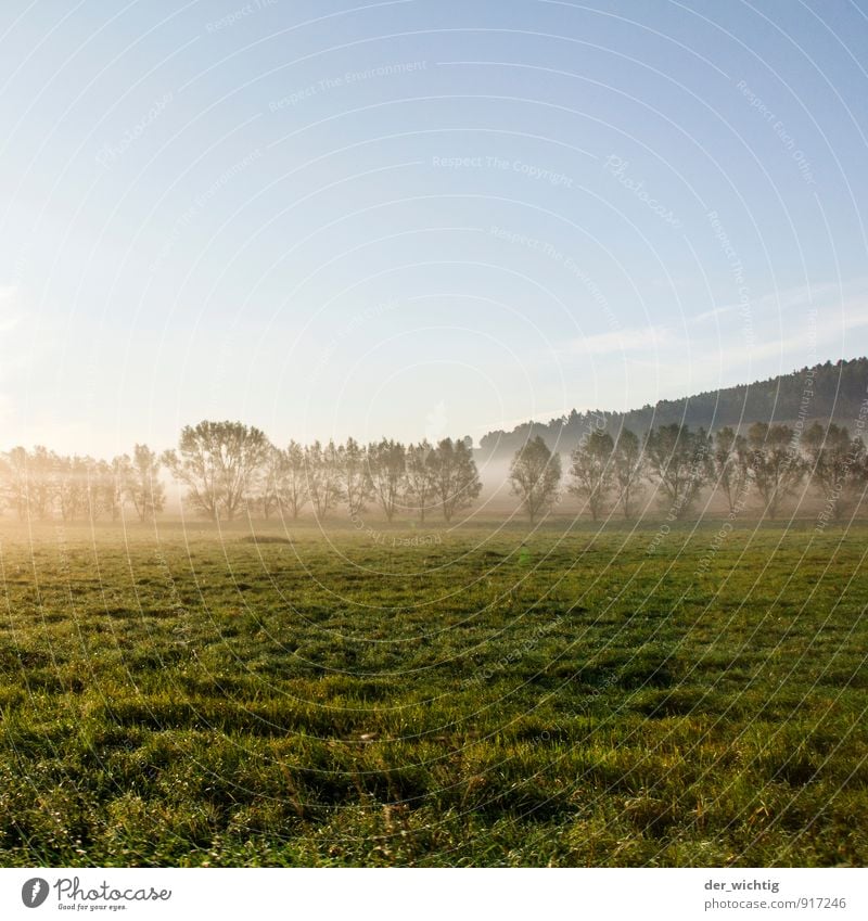 sky, fog, grass & trees Environment Nature Sky Cloudless sky Sunrise Sunset Sunlight Autumn Weather Beautiful weather Tree Grass Meadow Forest Mountain Germany