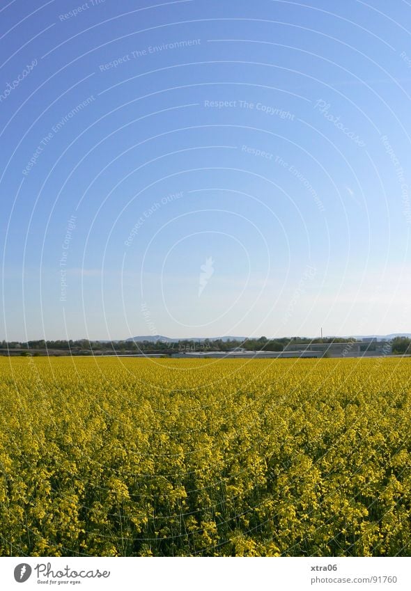 yeah, that's a rapsfeld too is a rapsfeld... Canola Canola field Yellow Blossom Field Summer Environment Spring Stalk Horizon Blue gradation May Physics