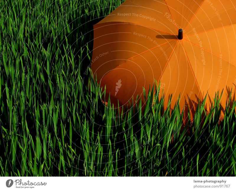 The Orange Sun Cloppenburg Umbrella Sunshade Storm Clouds Grass Blade of grass Meadow Summer Field Green Spring Calm Loneliness Relaxation Sunbathing Forget