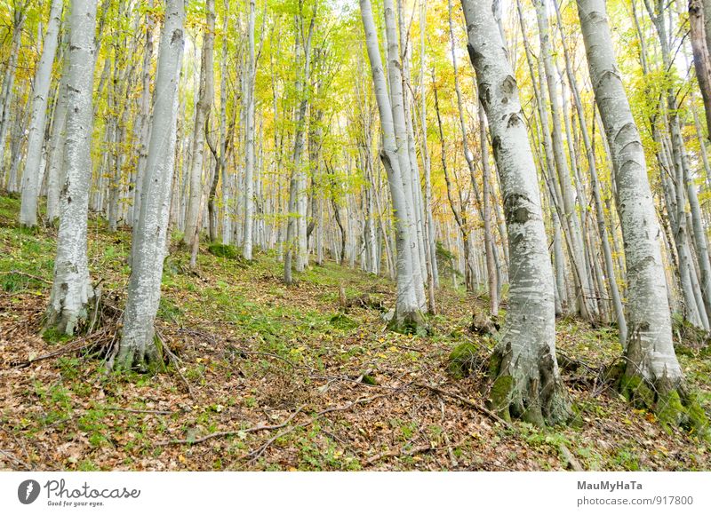 Forest Adventure Nature Landscape Plant Autumn Weather Fog Rain Tree Leaf Loneliness Non-Urban Scene Mystery Japanese Fall Foliage Beech tree Fairy tale