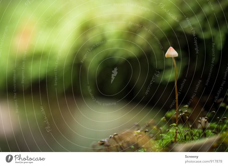 kindergarten Nature Plant Autumn Moss Wild plant Mushroom Mushroom cap Forest Growth Large Small Brown Green Serene Patient Calm Uniqueness Idyll Delicate