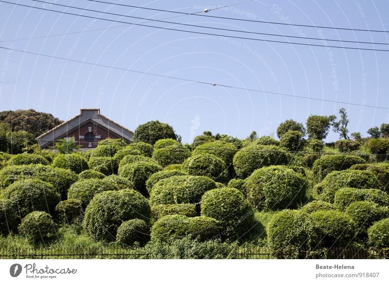 Asian idyll under power Technology Energy industry Nature Sky Summer Beautiful weather Tree Garden Park Hill Japan Japanese garden Kyoto Town Outskirts