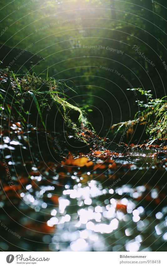 Woodland Solitude II Nature Plant Water Sunlight Autumn Beautiful weather Tree Grass Fern Leaf Forest Brook River Natural Brown Green Orange Black Serene