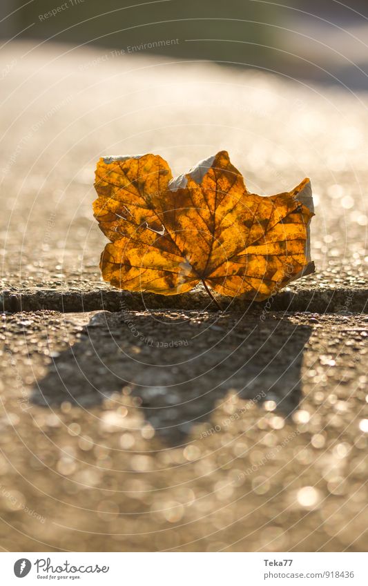 autumn leaf Environment Nature Landscape Sun Climate Plant Tree Leaf Emotions Fear of the future Respect Autumn leaves Autumnal Maple leaf Colour photo Close-up