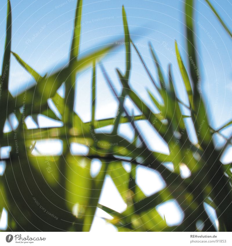 - crawl-animal view - Meadow Grass Blade of grass Back-light Blur Worm's-eye view Fresh Summer Green Juicy Lighting Sun Blue Sky beetle perspective