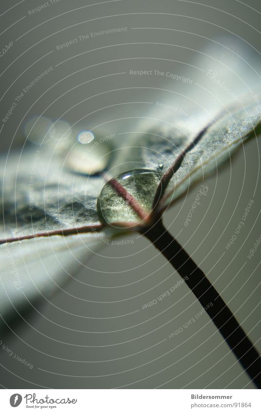 DrOp Drops of water Leaf Nature Macro (Extreme close-up) Green Close-up Rope Dew morningsdew leaves