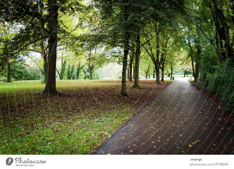 autumn Trip Environment Nature Landscape Autumn Tree Leaf Deciduous tree Park Meadow Lanes & trails Cold Wet Moody Change Target Right ahead Colour photo