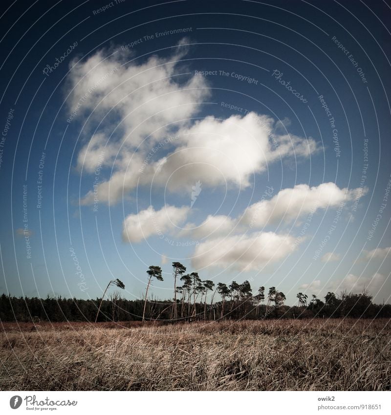 The unbending Environment Nature Landscape Plant Sky Clouds Horizon Climate Weather Beautiful weather Tree Bushes Forest Western Beach Stand Growth Tall Blue