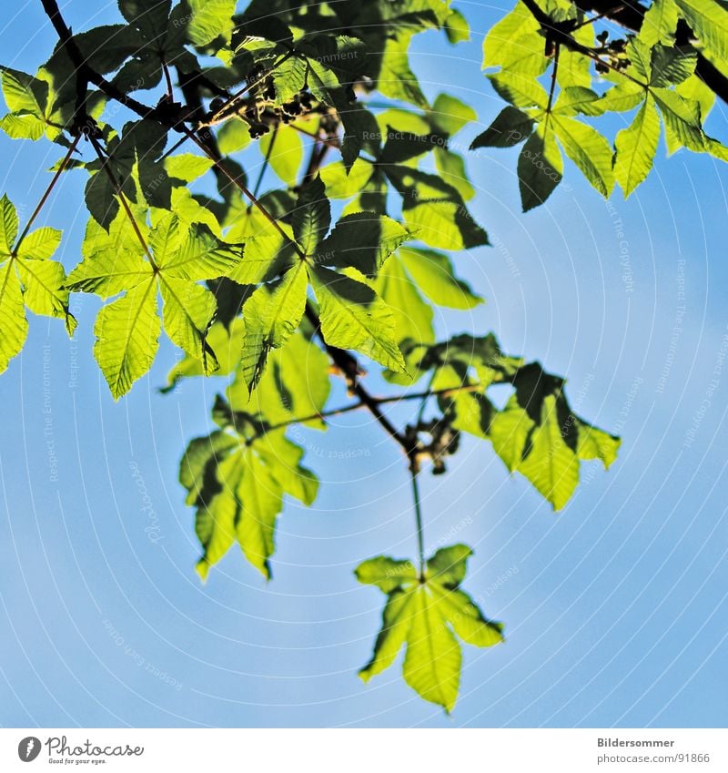 chestnut Chestnut tree Tree Leaf Chestnut leaf Green Sky blue Grass green Spring Nature Jump lemon Blue leaves