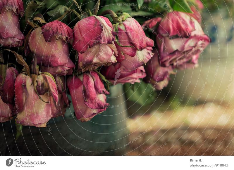 melancholia Rose Old Faded To dry up Pink Red Fatigue Decline Transience Sickly Blossom Still Life Vase Bouquet Colour photo Subdued colour Exterior shot