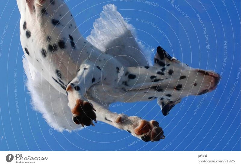 Flying dog - 2 Dog Dalmatian Spotted Dappled Worm's-eye view White Black Hang Companion Mammal dalmation Point Patch Sky Blue Above down enzo