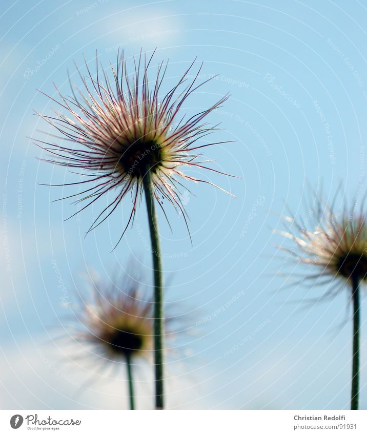 plant Plant Flower Herbaceous plants Stalk Blur Propagation pulsatilla fruit stand Seed Sewing thread Sky Faded solar irradiation