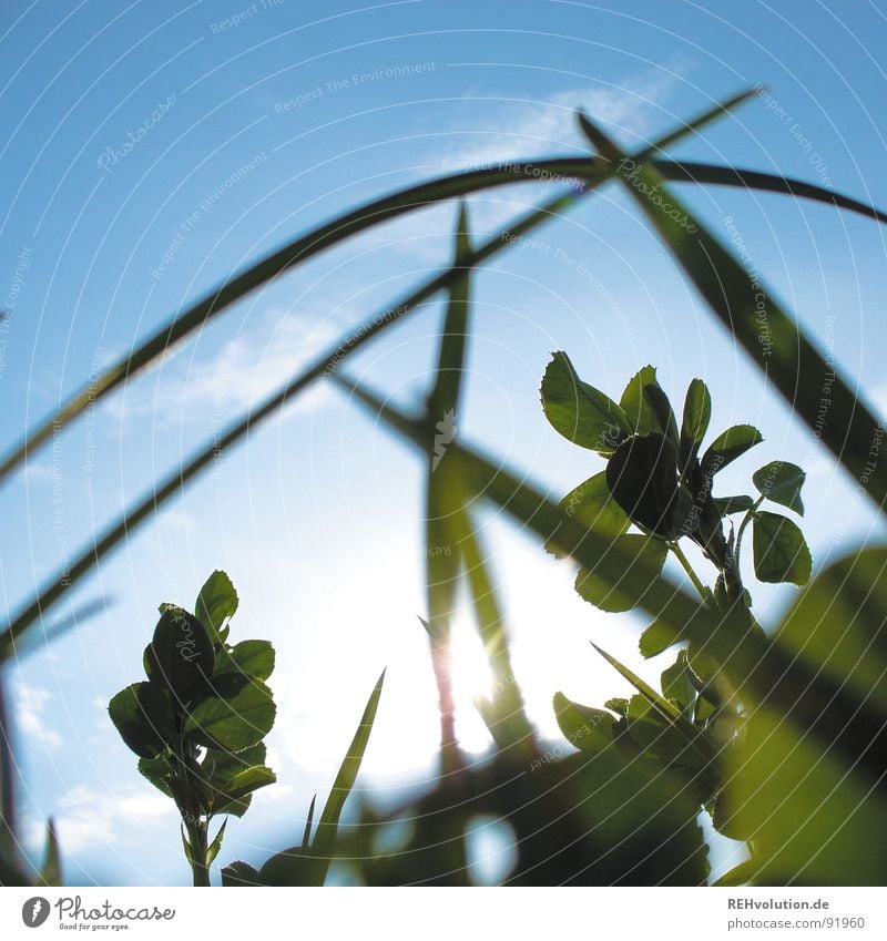 -crawl-animal-view- Meadow Grass Blade of grass Back-light Blur Worm's-eye view Fresh Summer Green Juicy Lighting Sun Blue Sky beetle perspective