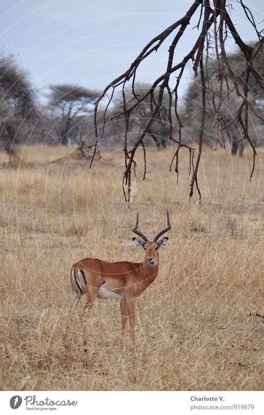 leaf shot Nature Animal Branch Savannah National Park Tarangire National Park Tansania Africa Wild animal Antelope impala 1 Listening Looking Stand Wait