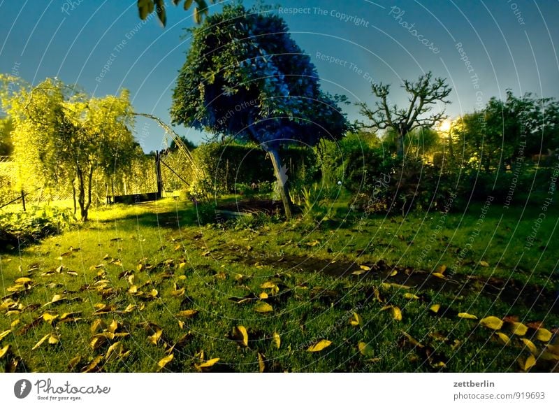 In the evening in the garden without Garden Autumn Garden plot Evening Night Dark Light Lantern Street lighting Lawn Grass Leaf Tree Mysterious Crime scene