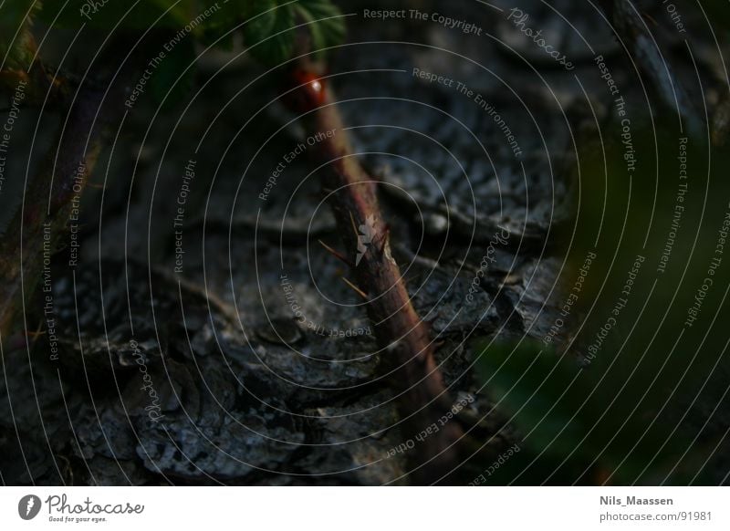 Brave ladybird ;) Ladybird Tree bark Thorn Insect Blur Tree trunk Dark Large aperture Macro (Extreme close-up)