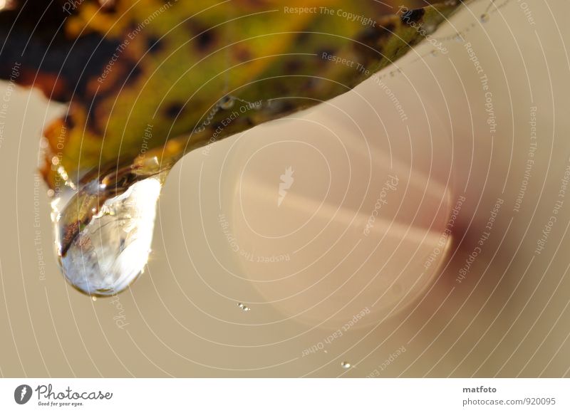 Drops on the leaf Nature Water Drops of water Autumn Leaf Beautiful Loneliness Dew Dripping Reflection Mirroring in a drop Colour photo Exterior shot Close-up