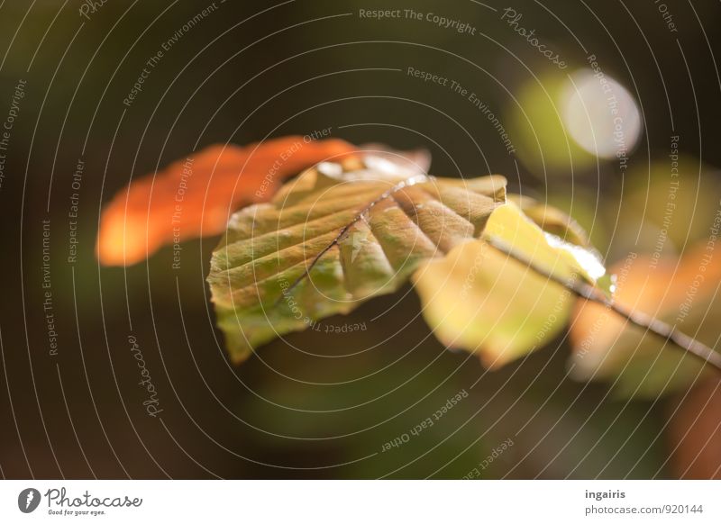 close to autumn Nature Plant Autumn Leaf Beech leaf Twig Forest Glittering Hang To dry up Brown Green Climate Moody Blur Limp Colour photo Exterior shot