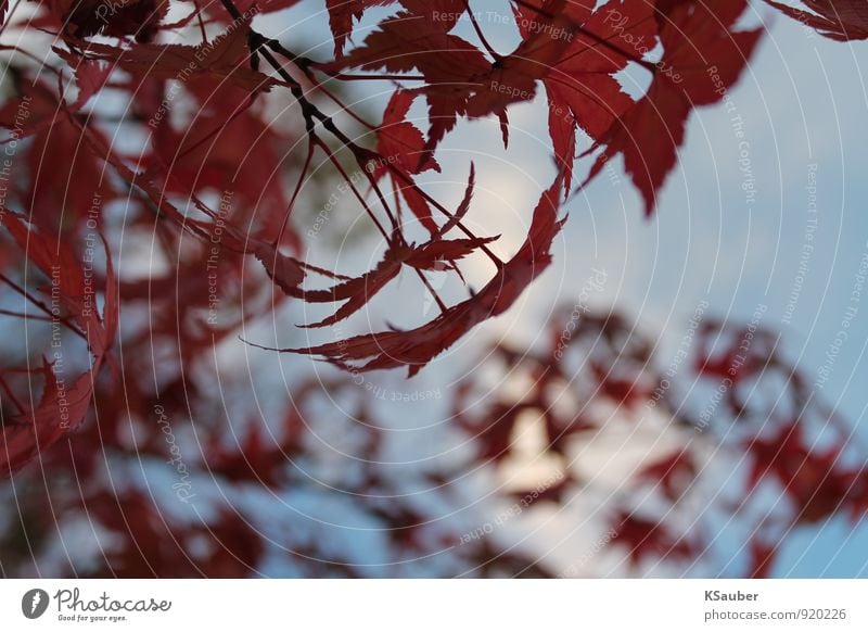 autumn leaves Nature Autumn Leaf Forest Blue Red Calm Autumn leaves Exterior shot Macro (Extreme close-up) Copy Space bottom Day Worm's-eye view