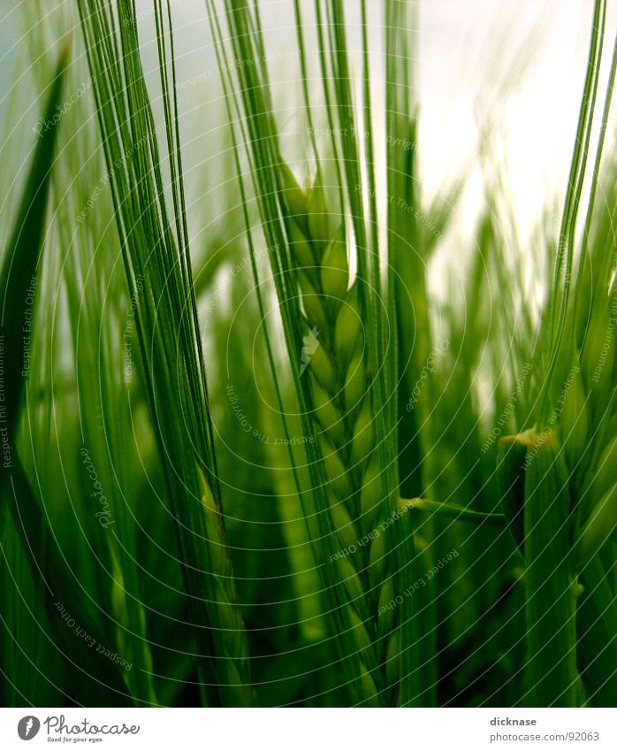 ...ears of corn in the wind... Honor Field Honorable Green Dog Obstinate Footpath Blown away Grain white? Saturday afternoon Wind strolling with that