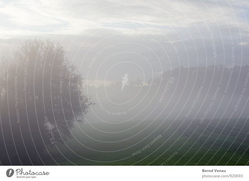 autumn morning Beautiful Nature Landscape Sky Clouds Horizon Autumn Weather Fog Tree Meadow Field Forest Blue Gray Green Seasons Dreary Looking Silhouette