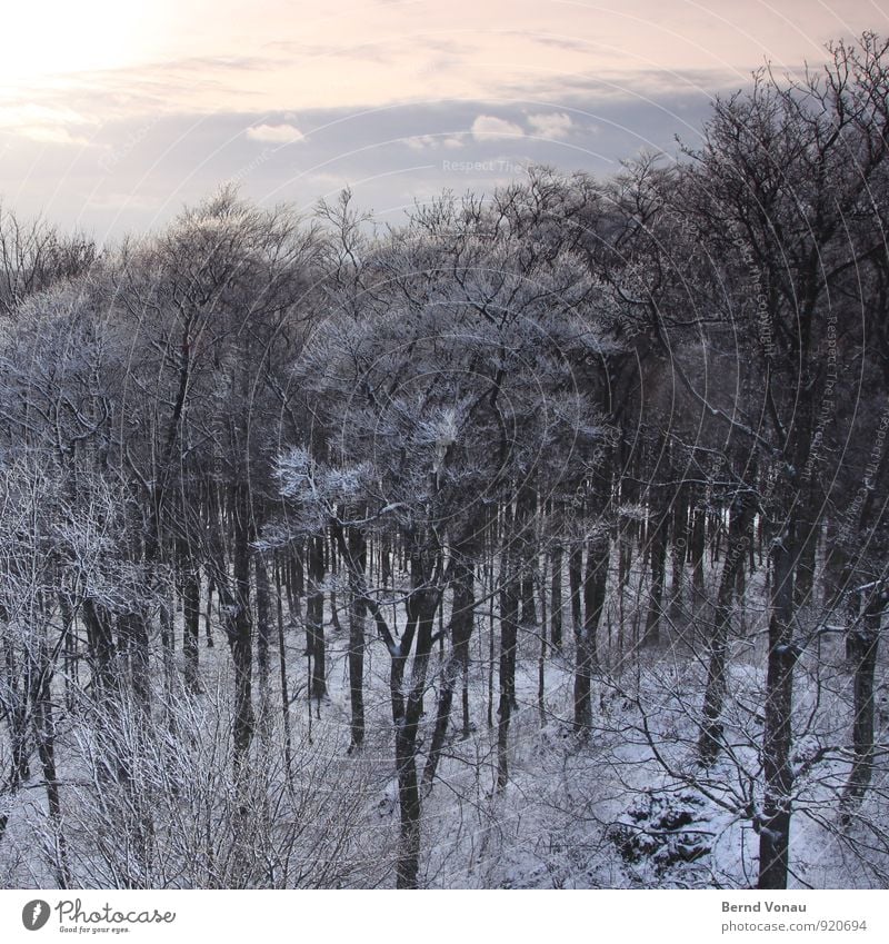 winter forest Sun Winter Snow Nature Landscape Sky Clouds Weather Bushes Forest Cold Above Blue Gray White Tree trunk Branch Seasons Depth of field Covered