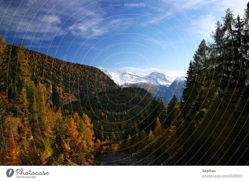 The only good thing about autumn ... Vacation & Travel Mountain Hiking Landscape Sky Autumn Forest Alps Snowcapped peak Blue Yellow Gold Moody Contentment