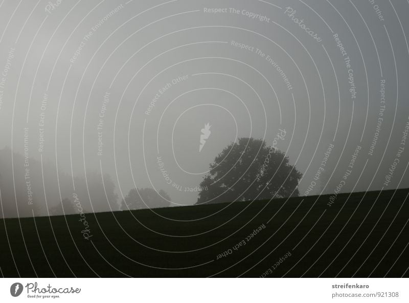 Tree silhouettes in the fog Landscape Plant Sunlight Autumn Fog Field Hill Mountain Eifel Dark Gray Moody Calm Sadness Loneliness Mysterious Nature Goodbye