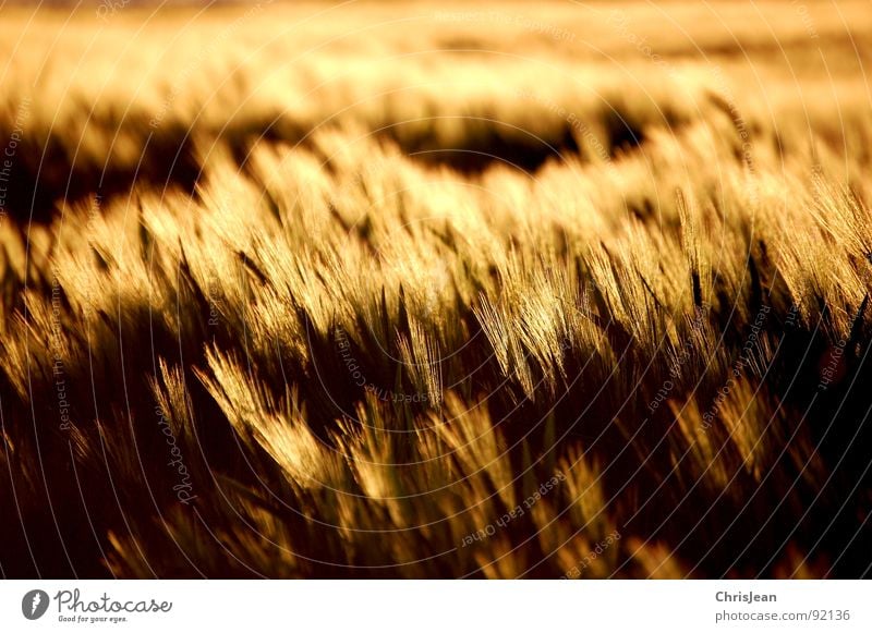 barley field Field Yellow Barley Evening Evening sun Lighting Moody Agra Agriculture Blade of grass sun atmosphere Grain Dusk Nature Wind Blow nikonic d40