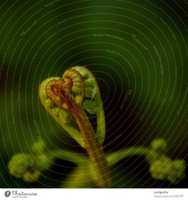 fern Plant Fist Green Convoluted Growth Flourish Macro (Extreme close-up) Close-up Summer polypodiophyta Shoot pteridophyta Pteridopsida Plantlet Power Nature