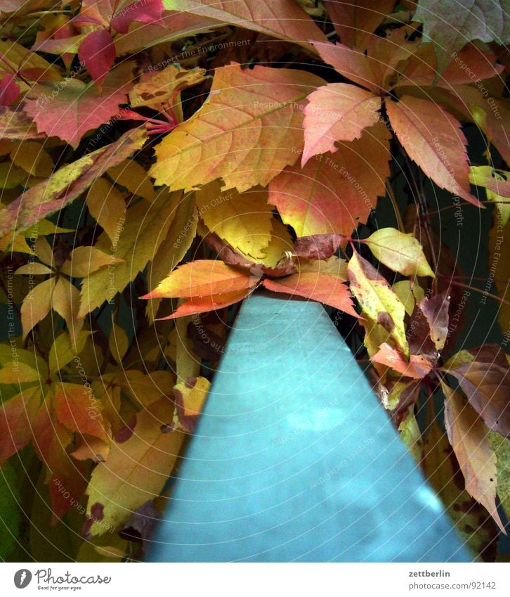 autumn Autumn Autumn leaves Leaf Multicoloured Complementary colour Red Yellow September October Romance Handrail Blue vegetation break golden october