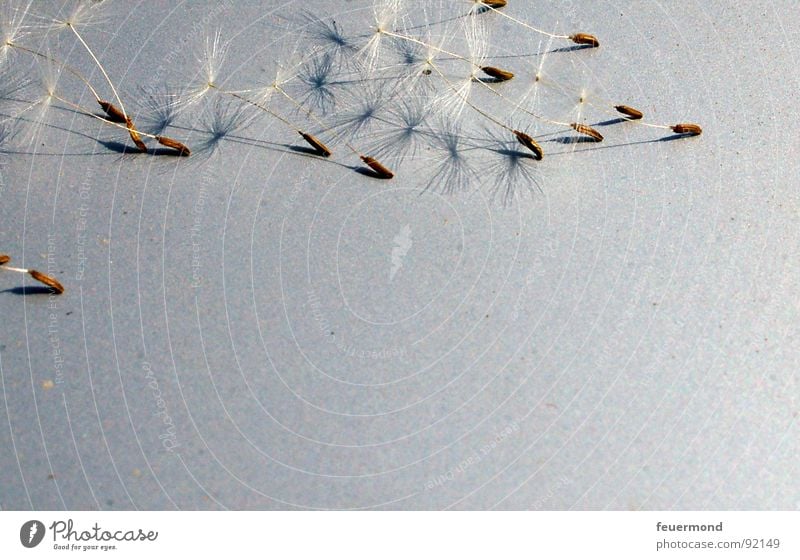 ready to fly Dandelion Gust of wind Transience Distribute Delicate Summer Plant Parachute Propagation Seed Flying Wind thereof Lanes & trails Vacation & Travel